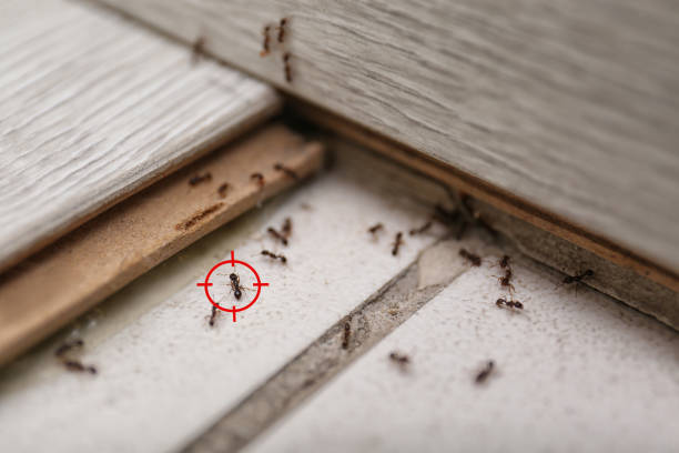 Best Mosquito Control Services  in Ivanhoe, CA