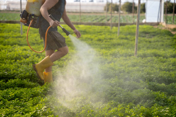 Best Ant Control Services  in Ivanhoe, CA